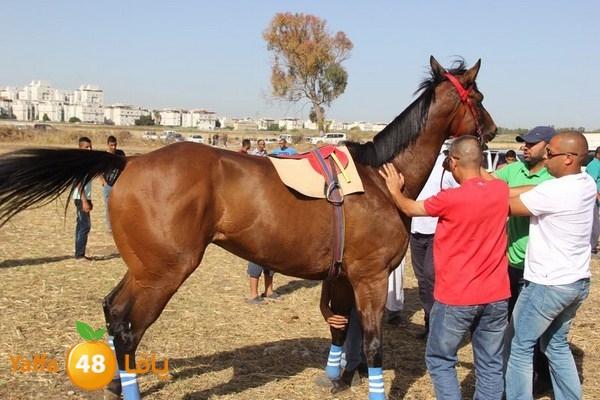 horse race 0602 (69).JPG